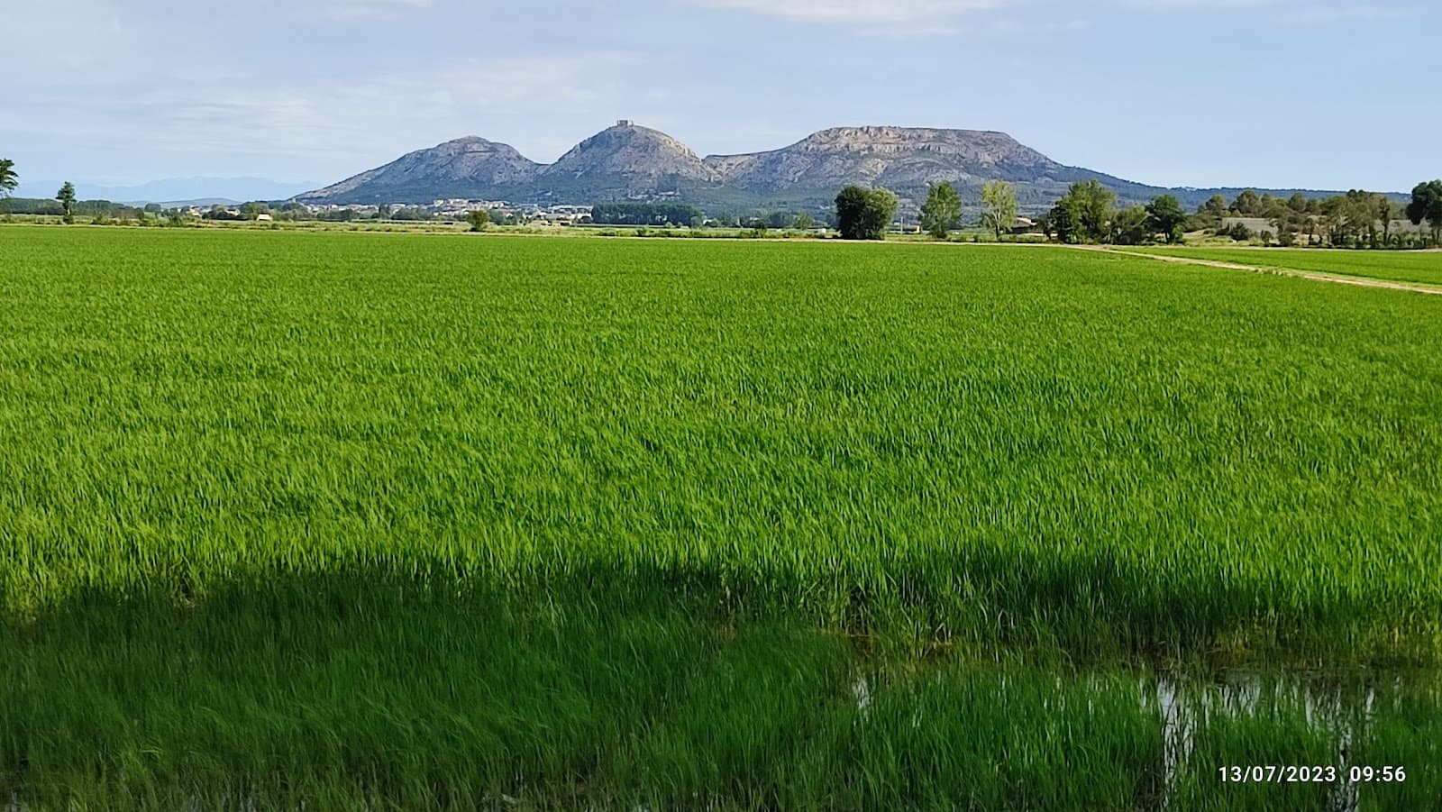 Arrossars de Pals (Rice Fields) - Image 1