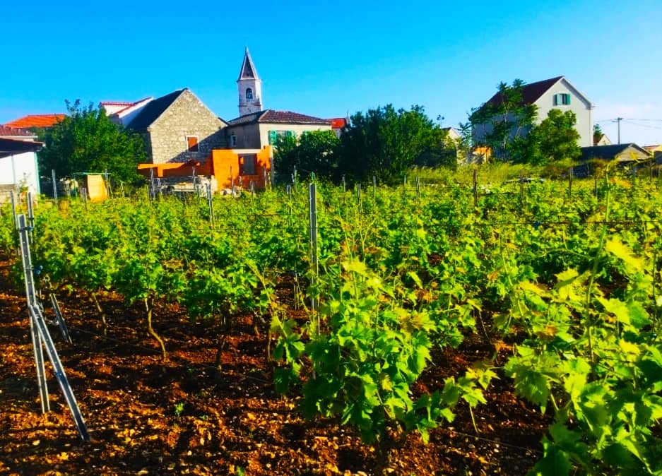 Olive Groves & Vineyards