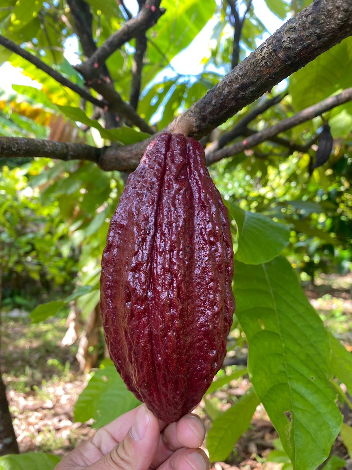 Muoi Cuong Cacao Farm Can Tho - Image 1