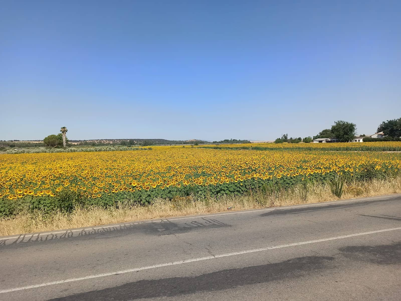 Chupinazo Opening Ceremony