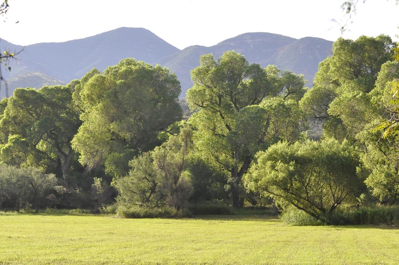 Patagonia–Sonoita Creek Preserve - Image 1