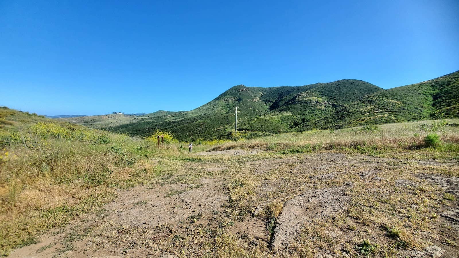 Spring Wildflower Bloom