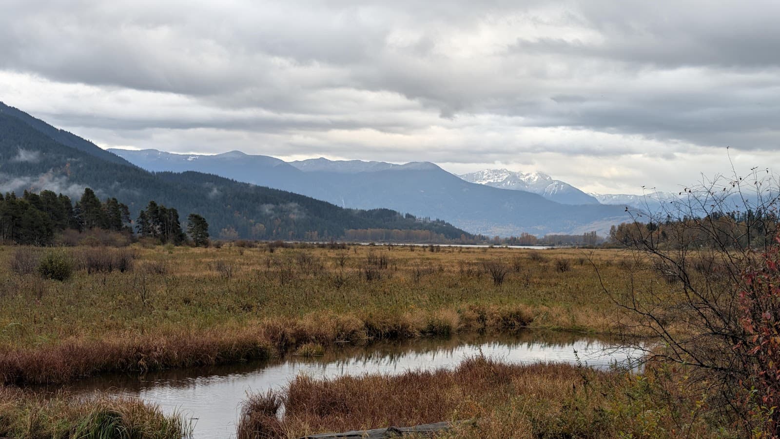 Harrison–Chehalis Flats Eagle Viewing - Image 1
