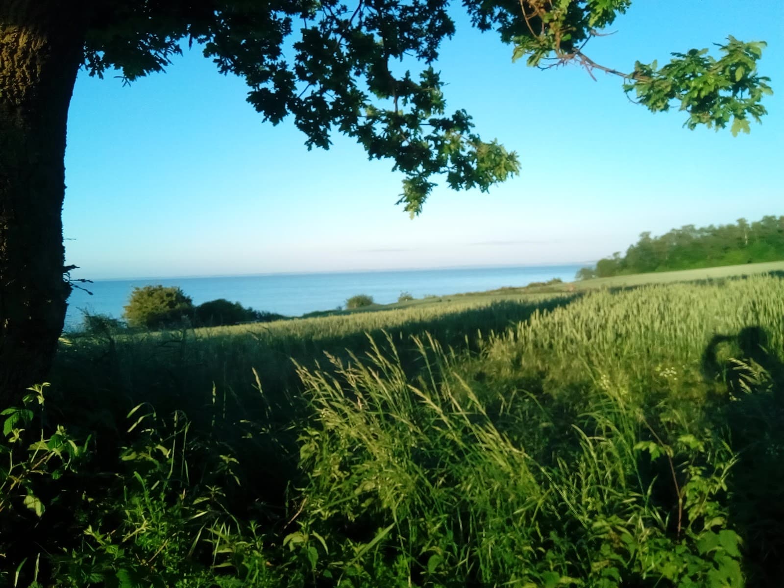 Sønderskoven Als - Image 1