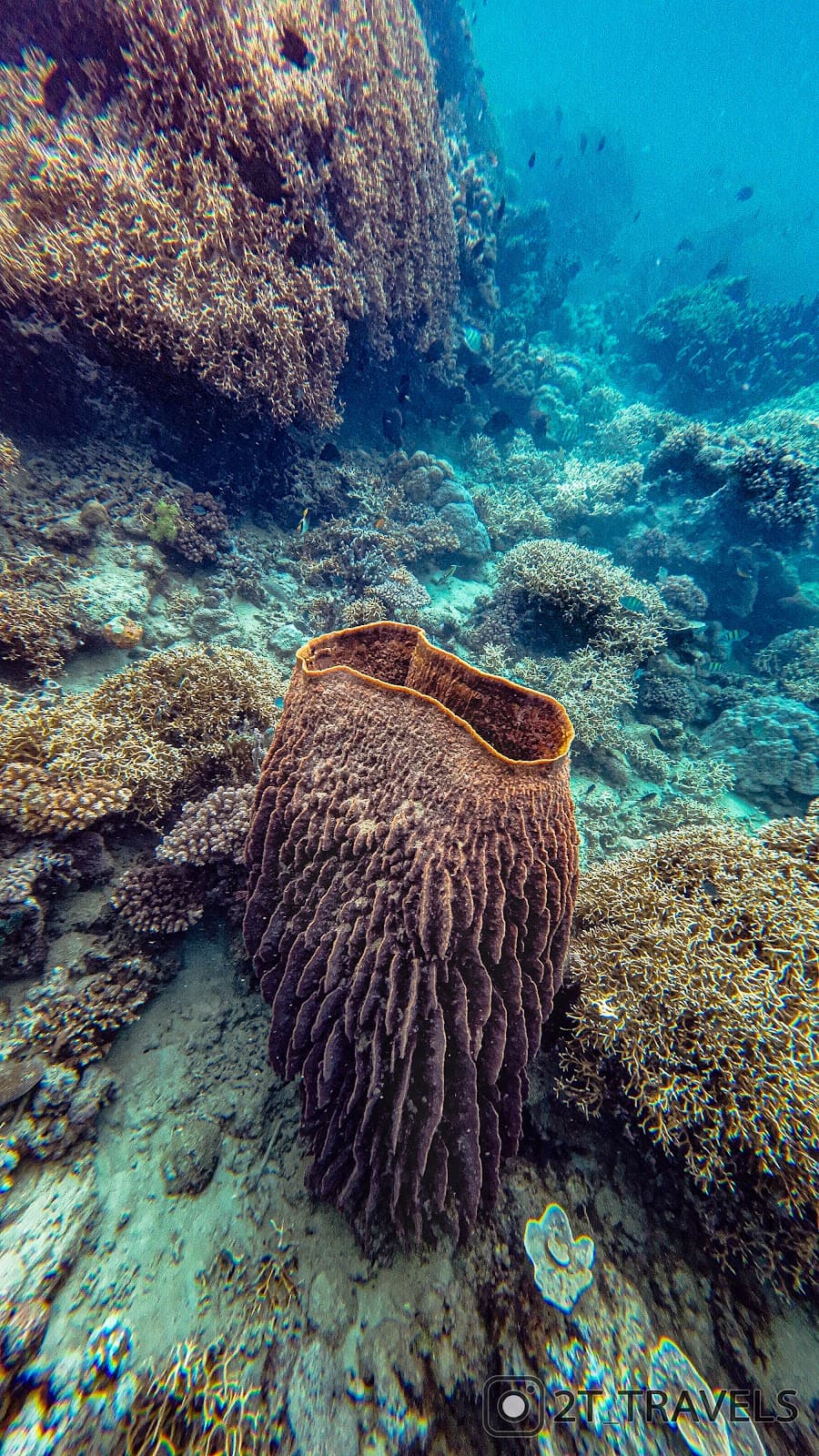 Giant Clam Sanctuary (San Antonio) - Image 1