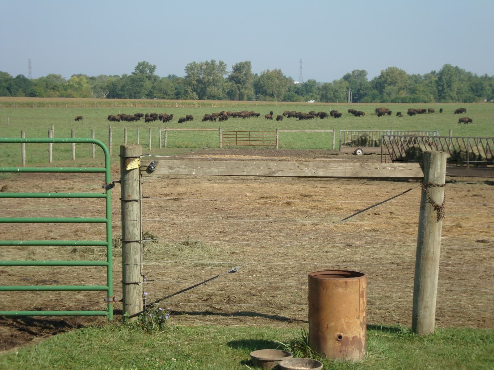 Broken Wagon Bison - Image 1