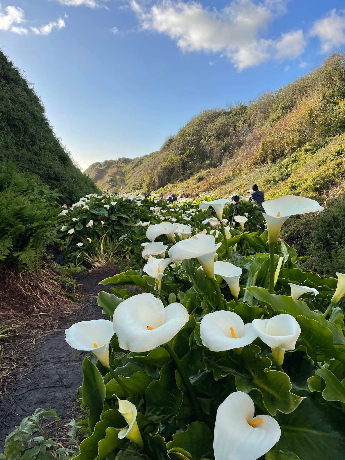 Garrapata Beach - Image 1