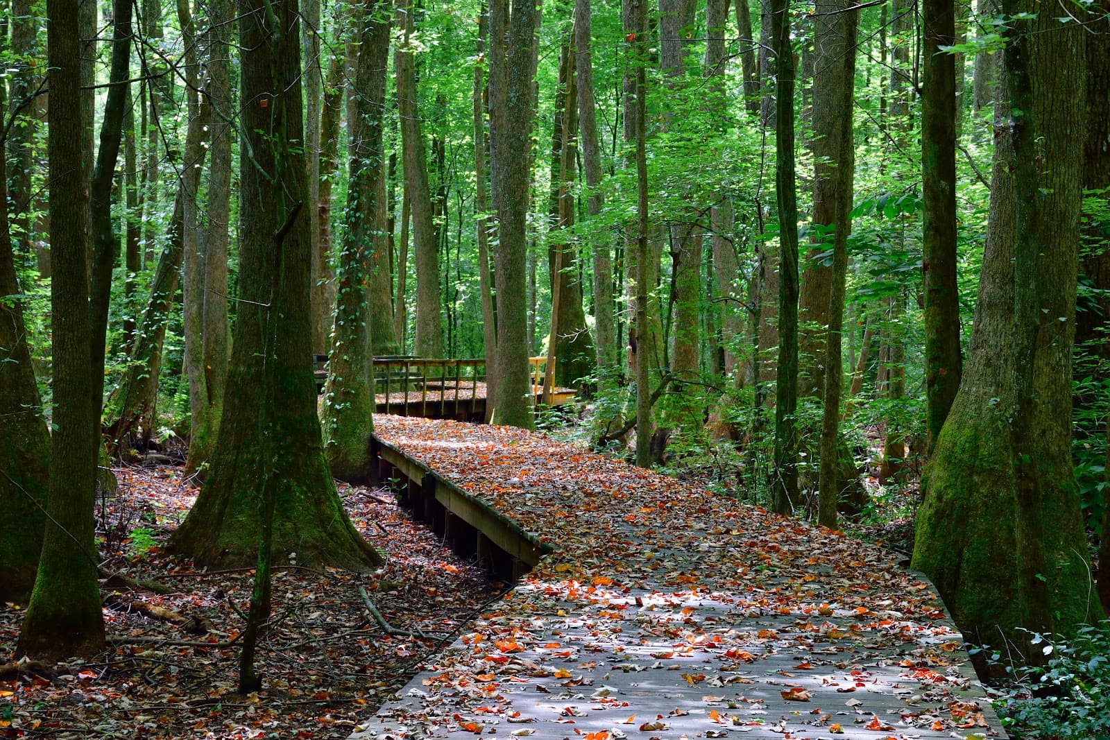 Beaverdam Swamp Boardwalk Trail - Image 1