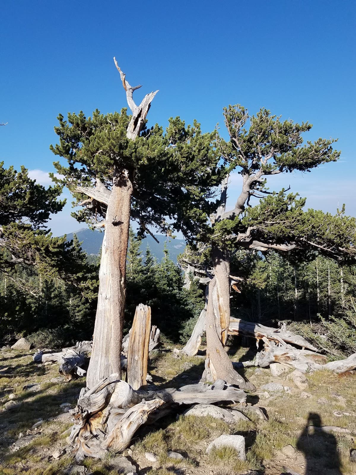 Mount Goliath Natural Area & Nature Center - Image 1