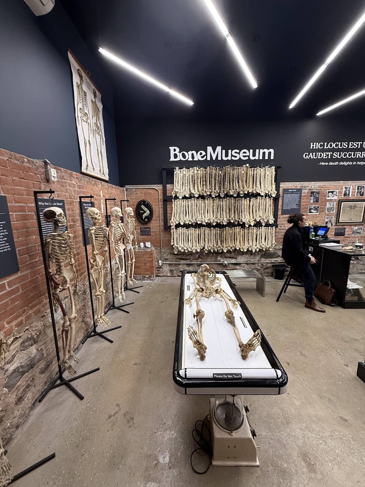 Victorian Era Skeletons