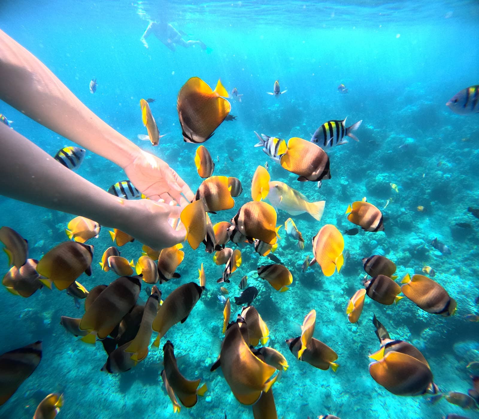 Traditional Balinese Culture