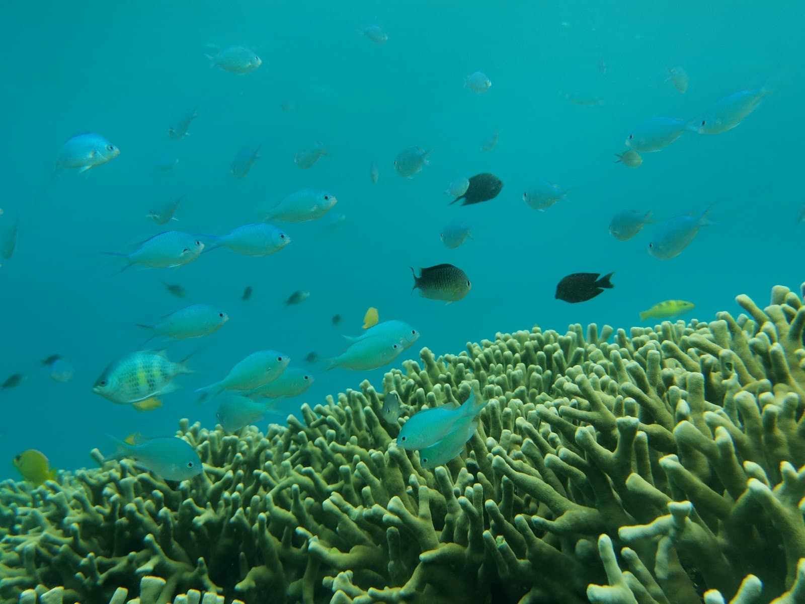 Pele Island Marine Protected Area Vanuatu - Image 1