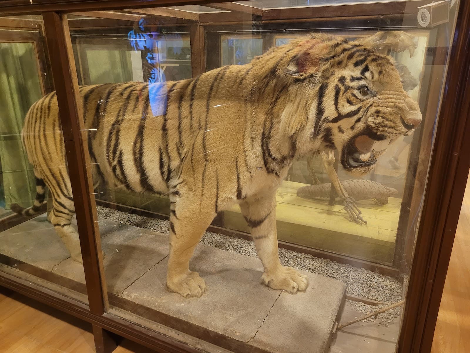 Dhela Zone - Image 1