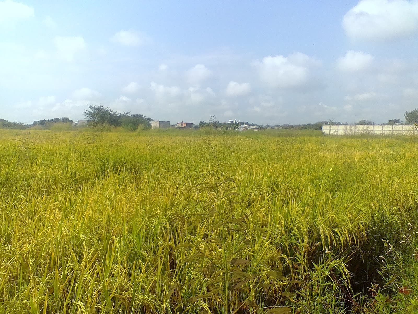 Acapantzingo Cuernavaca - Image 1