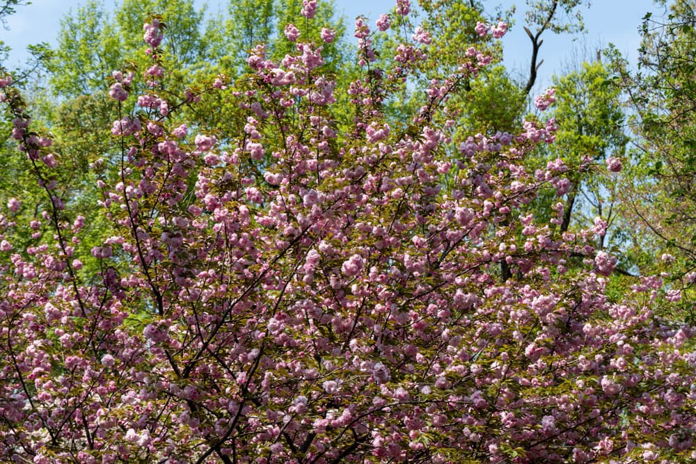 East Lake Moshan Scenic Area - Image 1