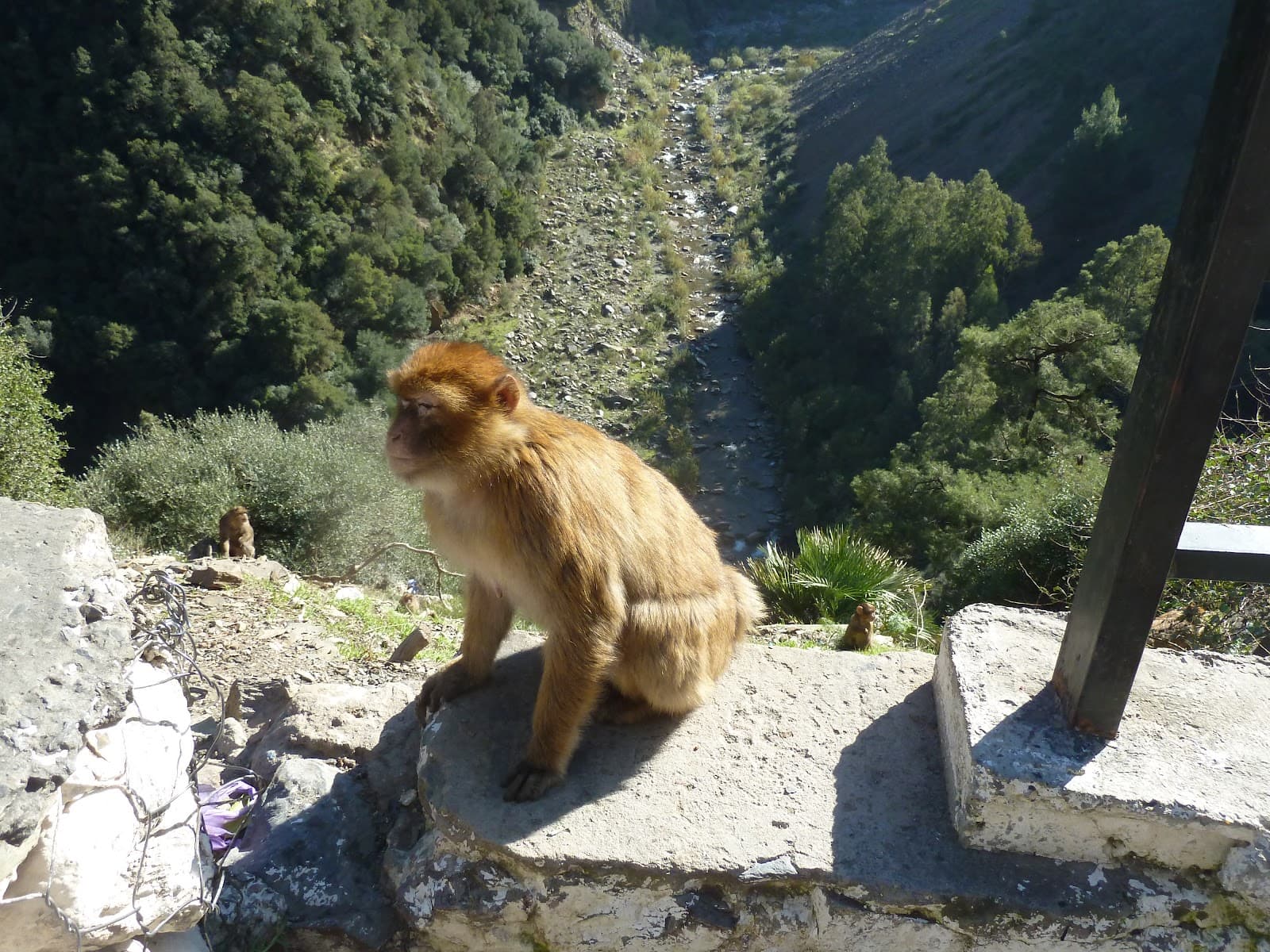 Chiffa Gorge - Image 1