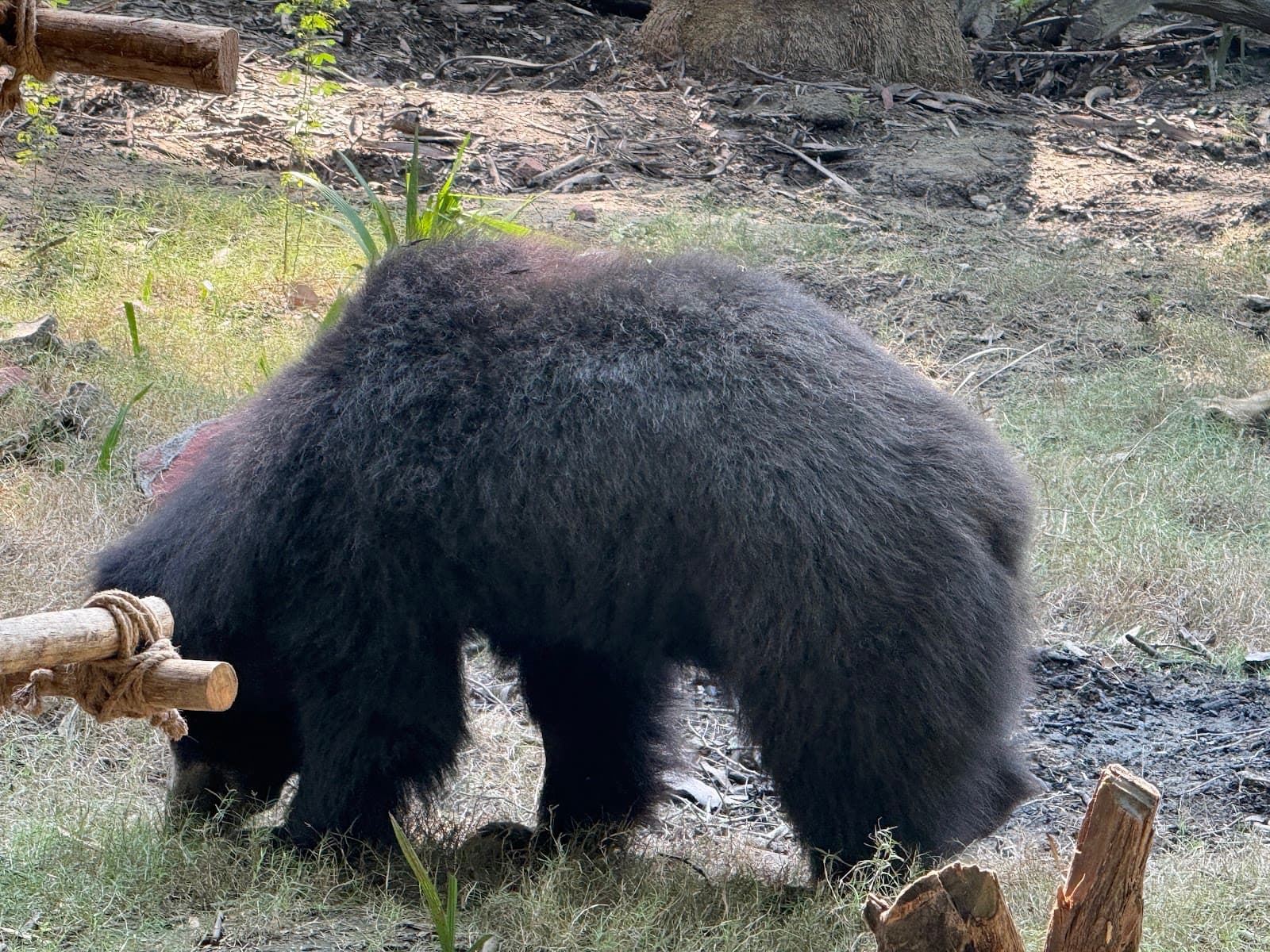 Wildlife SOS Bear Rescue Agra - Image 1