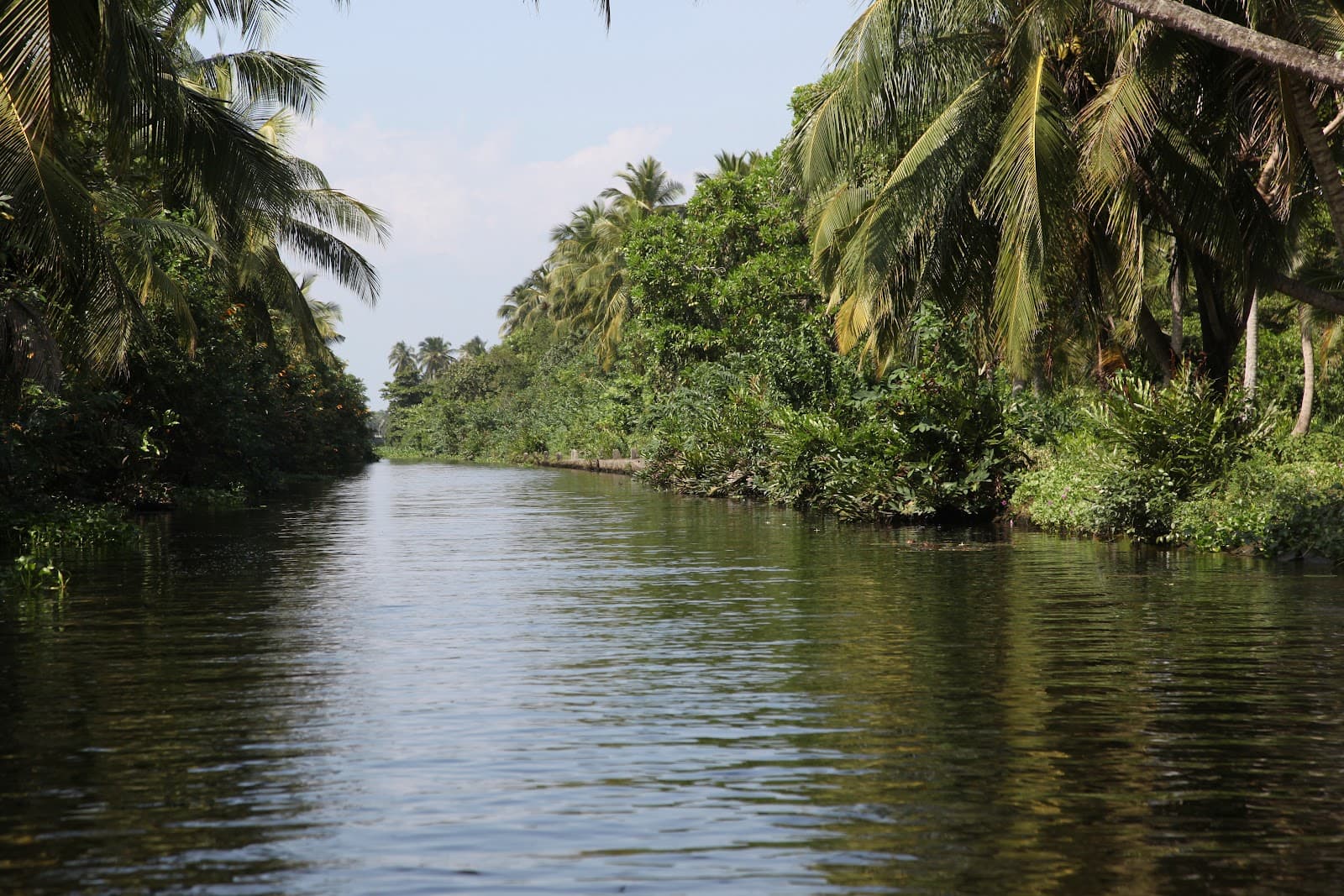 Muthurajawela Wetland Sanctuary - Image 1