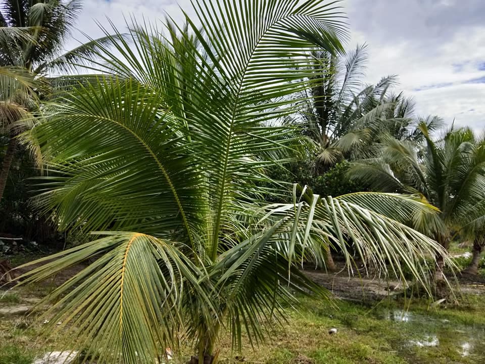 Koh Thmei Cambodia - Image 1