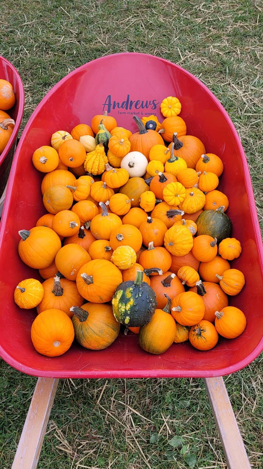 Sunflower Maze Adventures