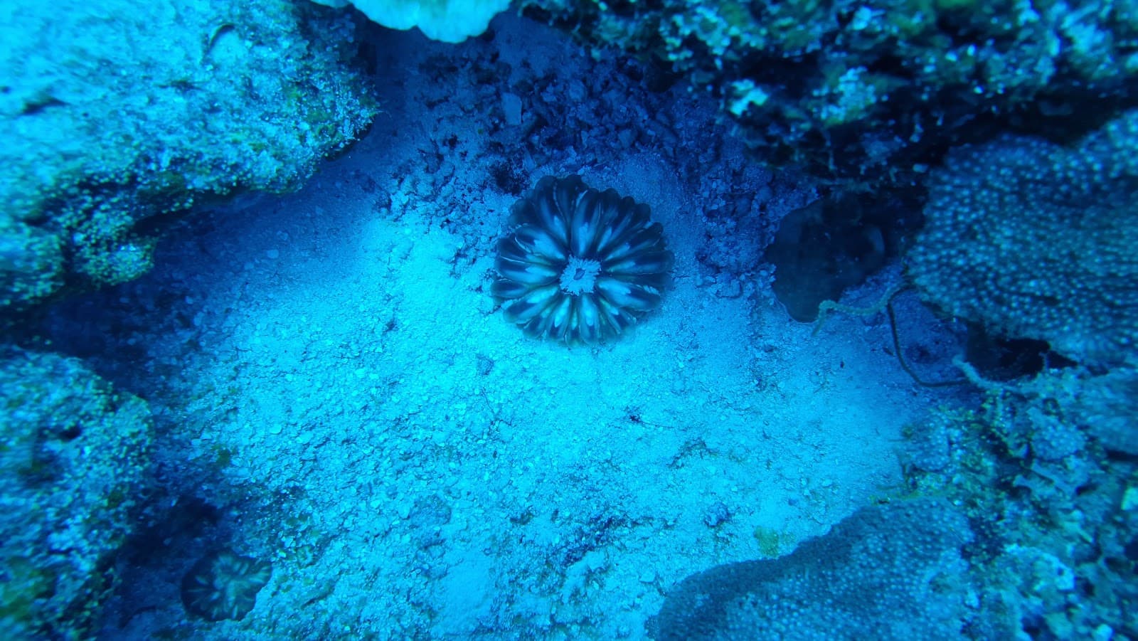 Miyaru Kandu Vaavu - Image 1