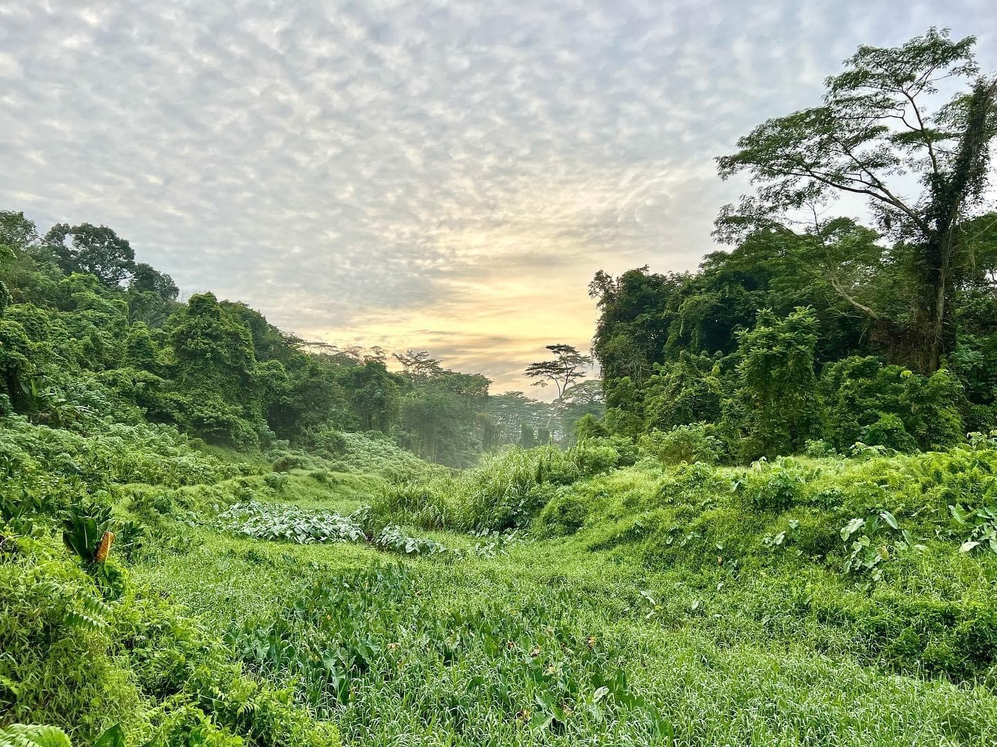 Clementi Forest - Image 1