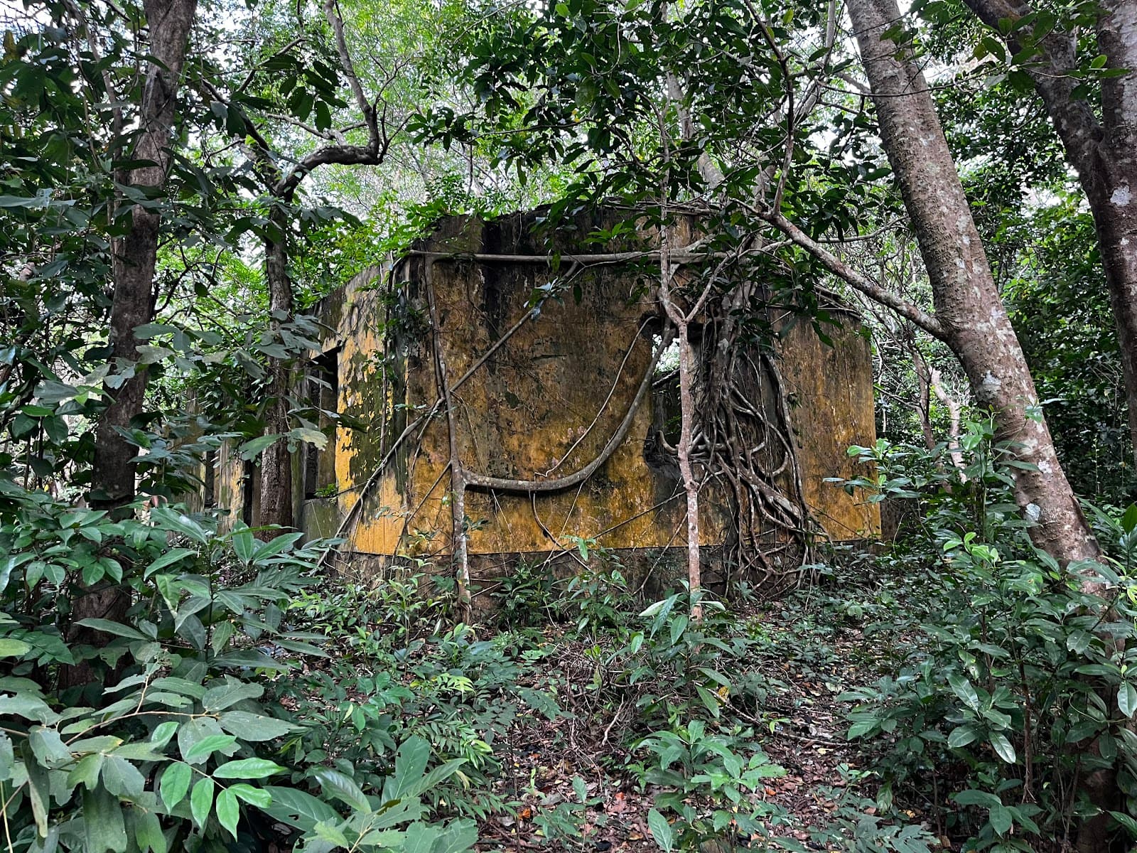 So Ray Plantation Con Dao National Park - Image 1