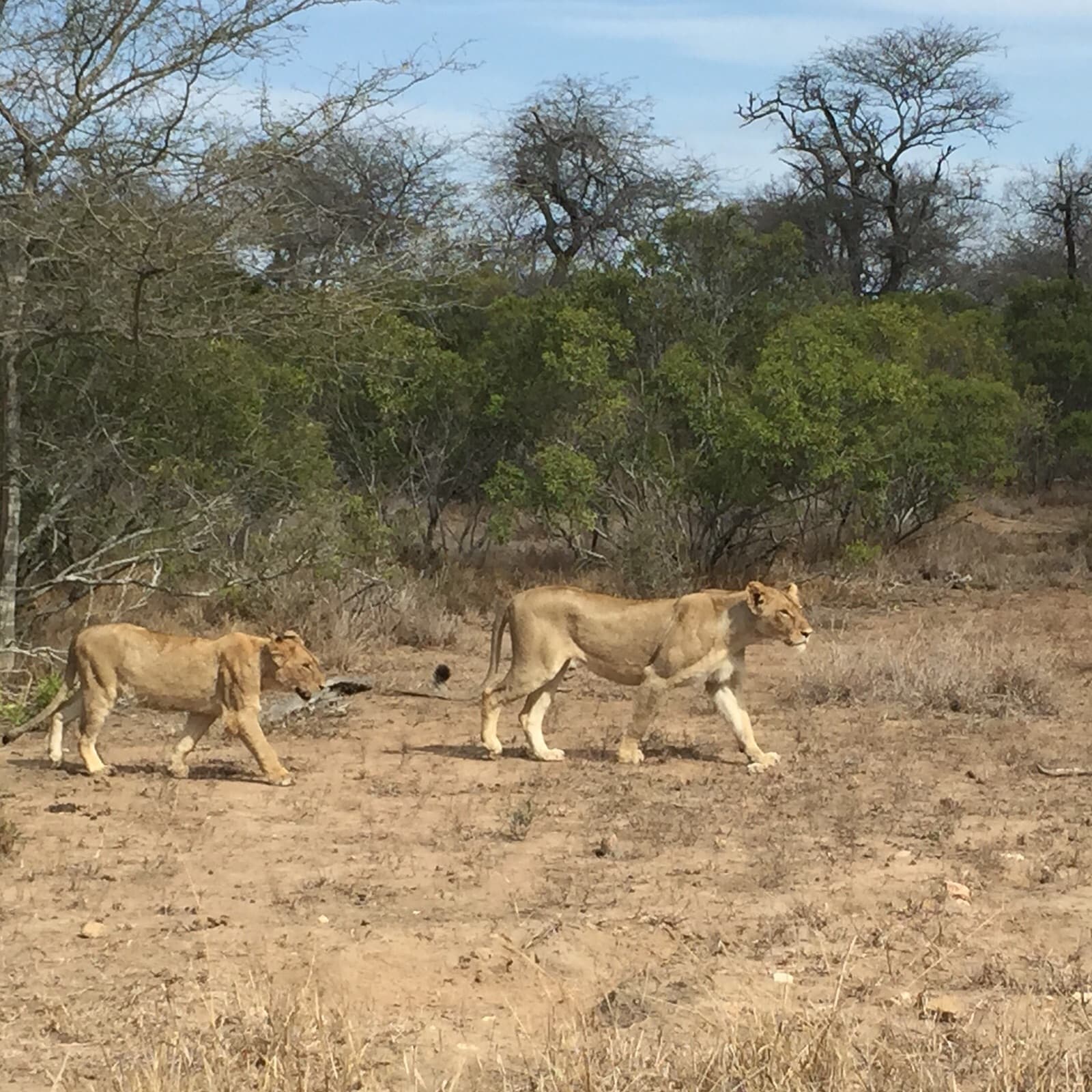 S100 N’wanetsi River Road - Image 1