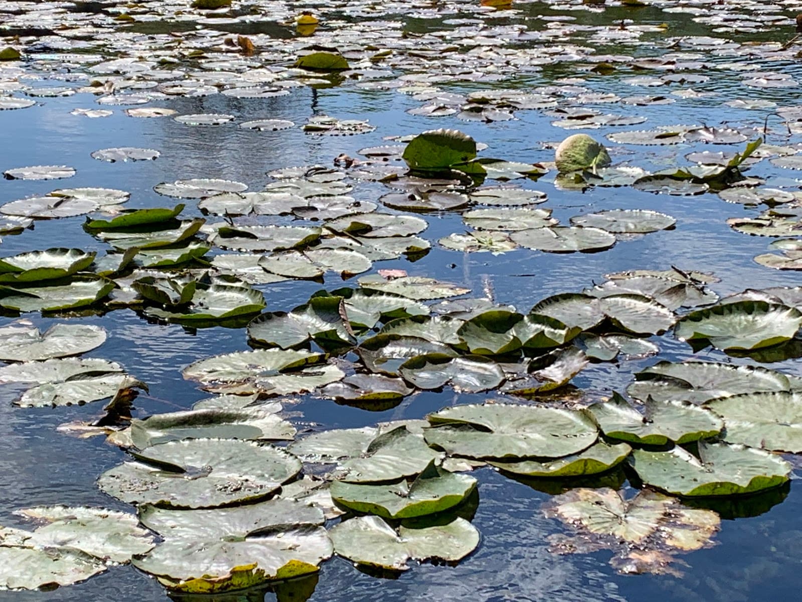 Parco Ex Eridania - Image 1