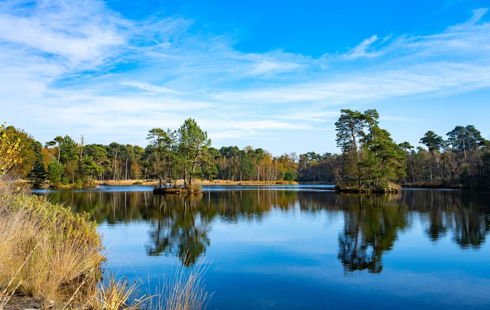 Dragonfly and Tawny Owl Spotting