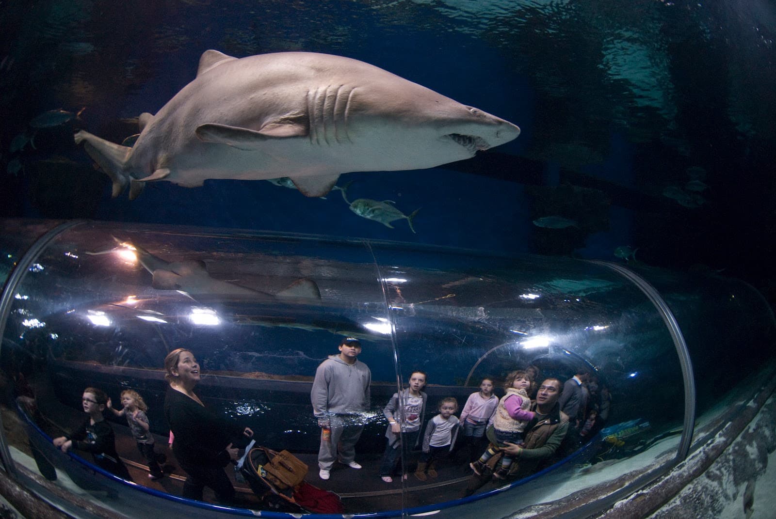 SeaQuarium Rhyl - Image 1