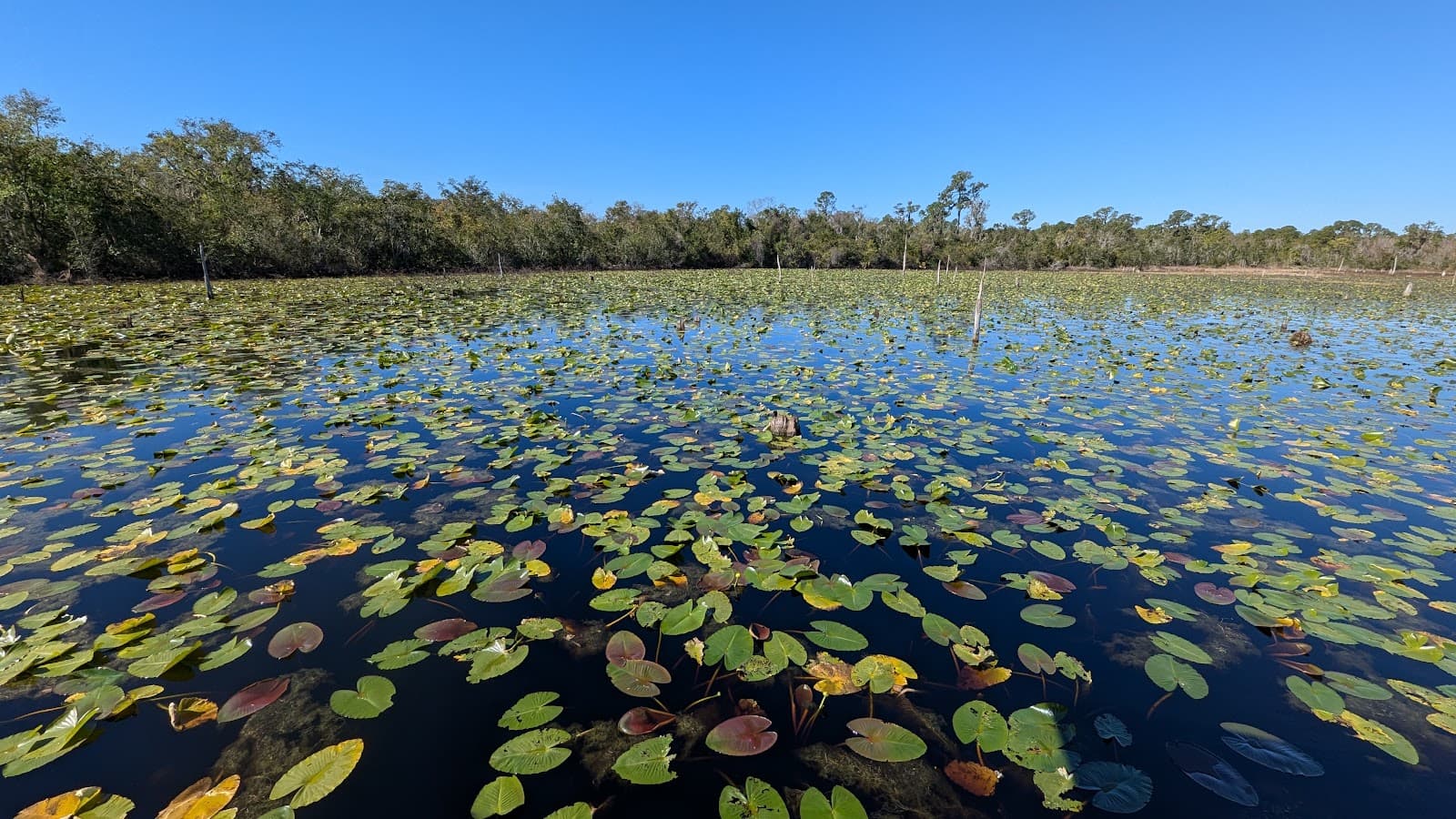Lakeland Highlands Scrub - Image 1