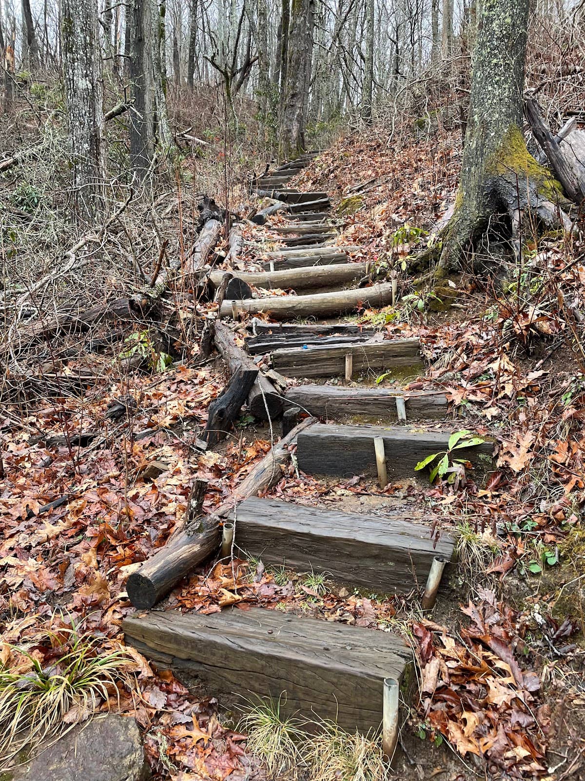 Wildflowers in Bloom