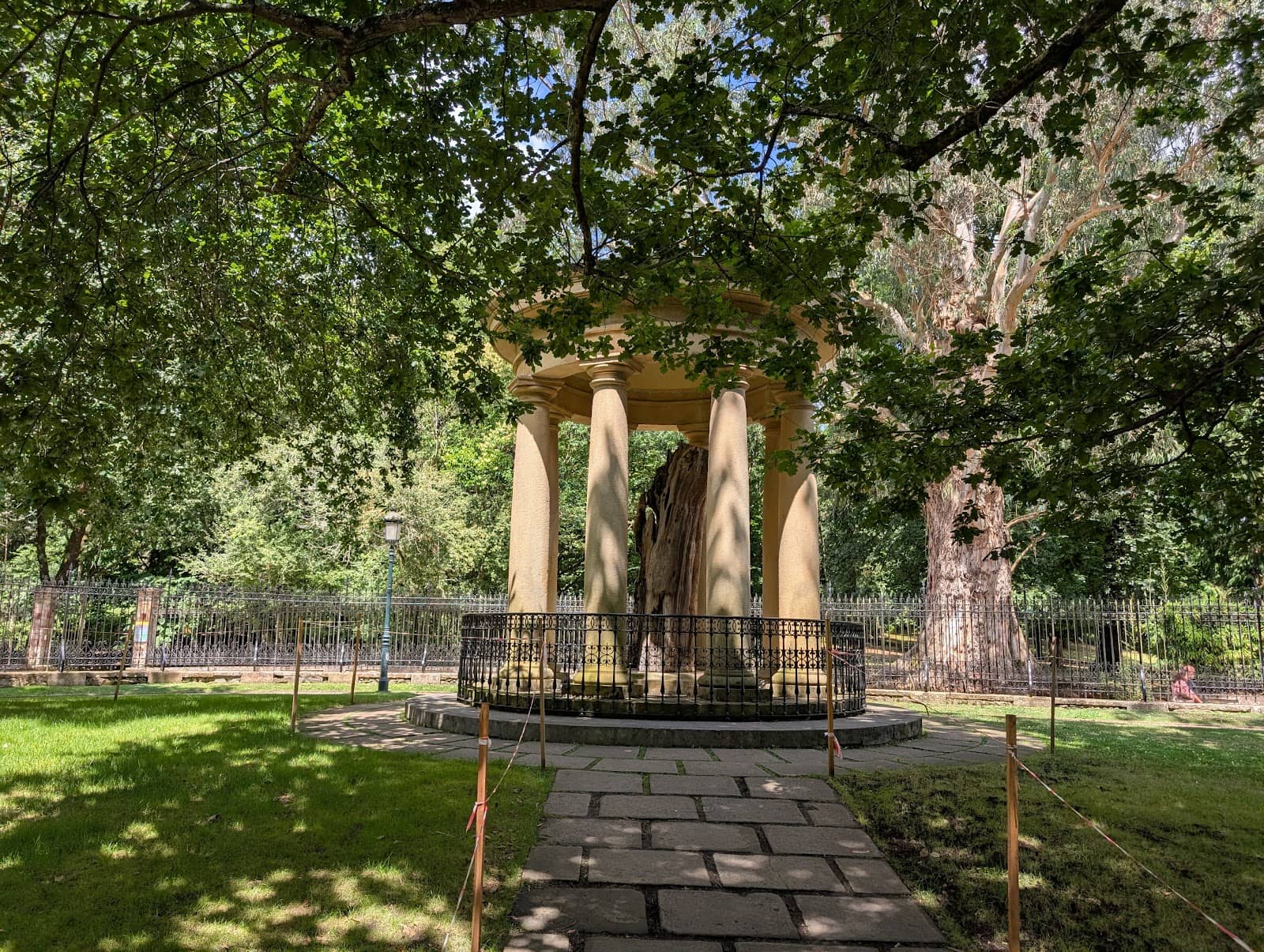 Trunk of the Historic Tree