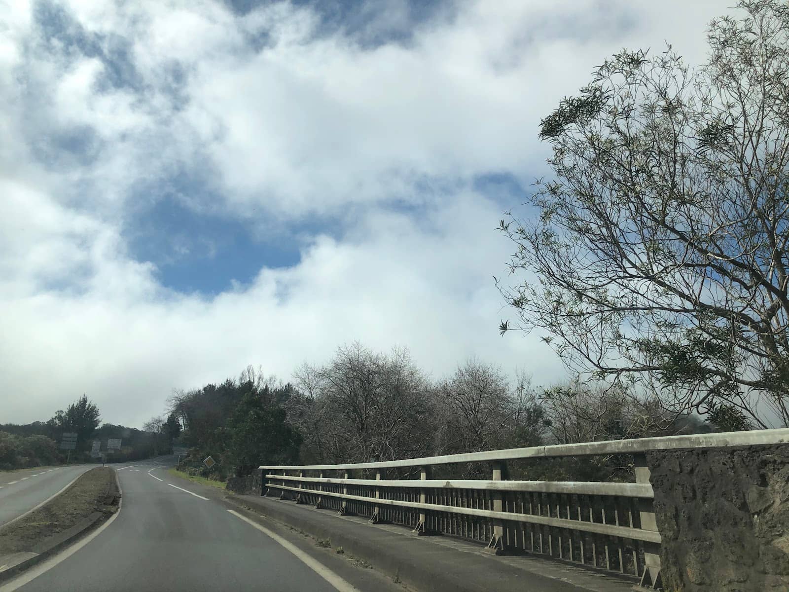 Forest of Tanks (Forêt des Tamarins)