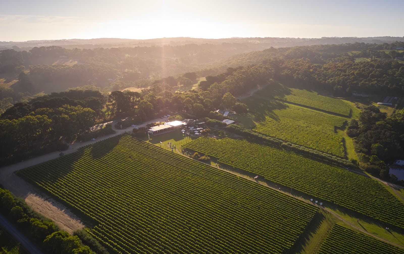 Montalto Vineyard & Olive Grove - Image 1