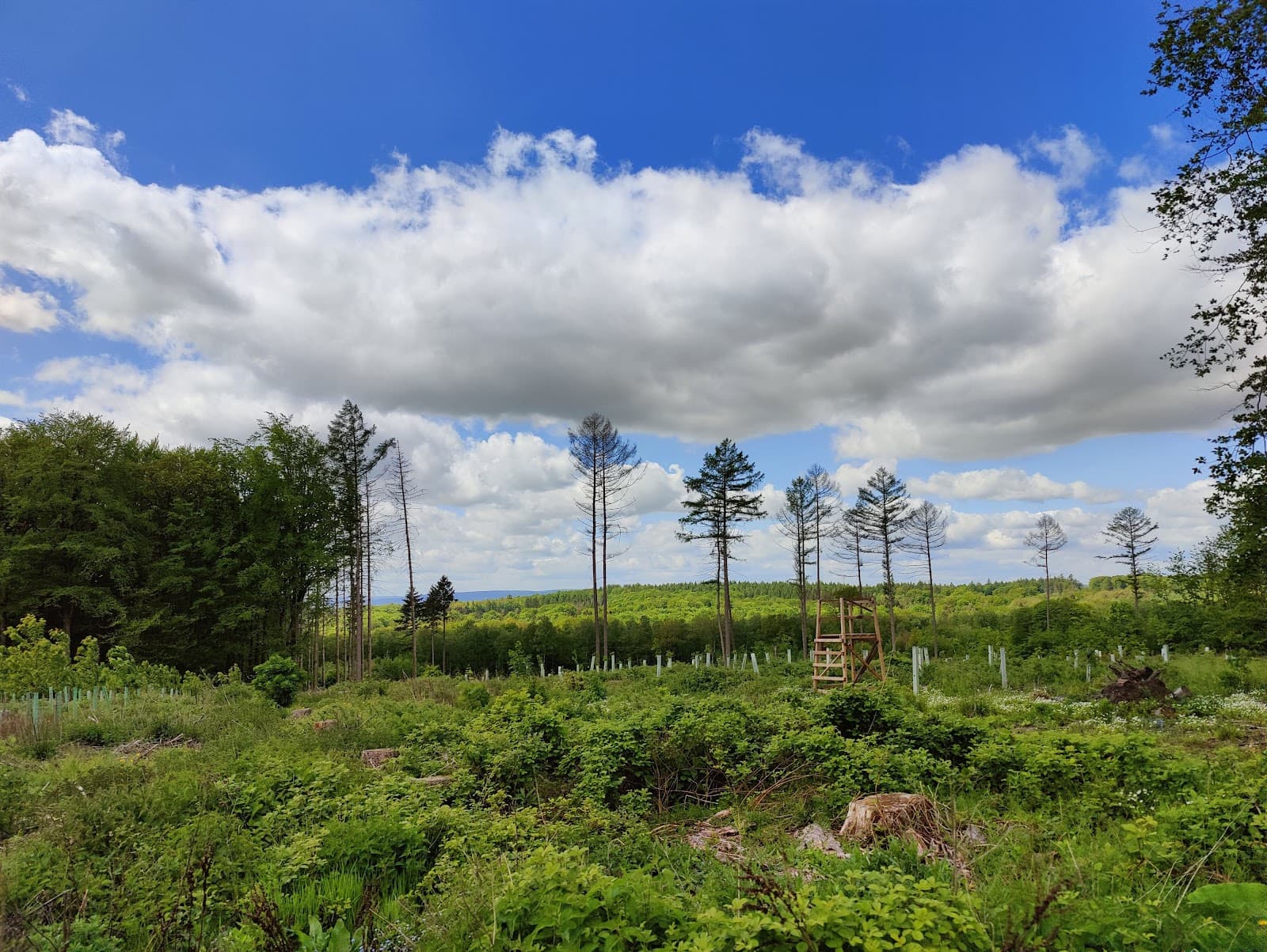 Hildesheim Forest - Image 1