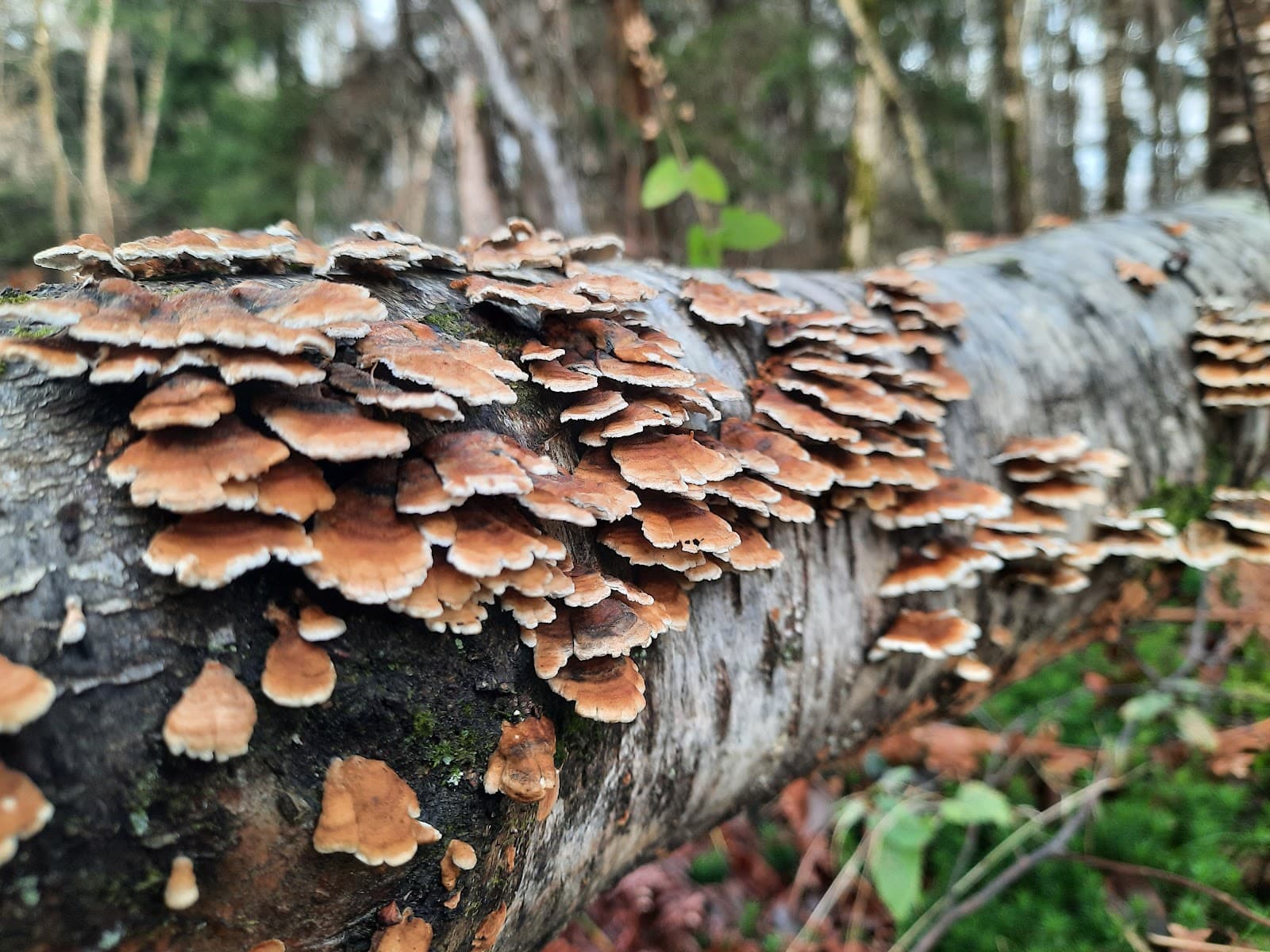 RSPB Broadwater Warren - Image 1