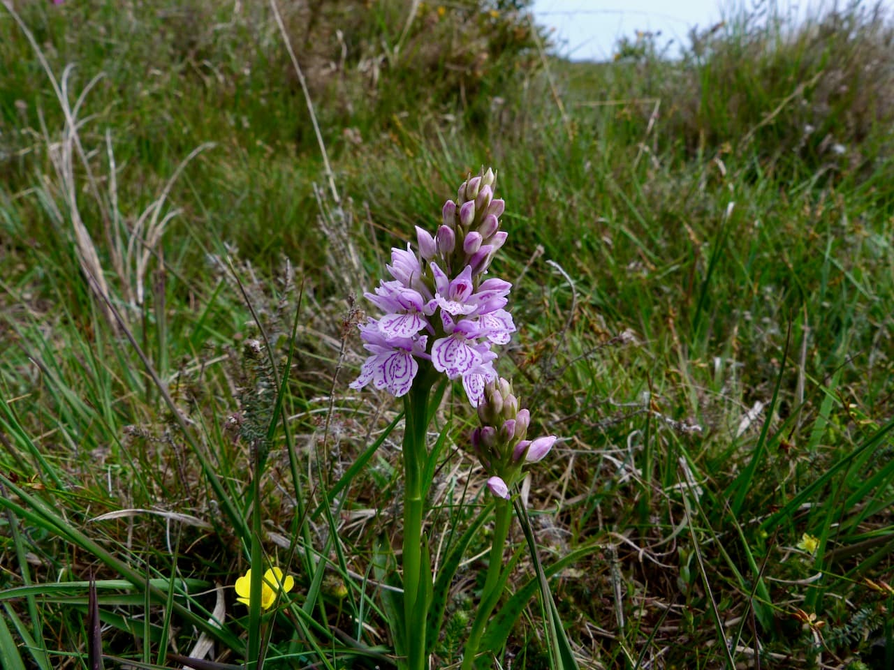 Hartland Moor National Nature Reserve Dorset - Image 1