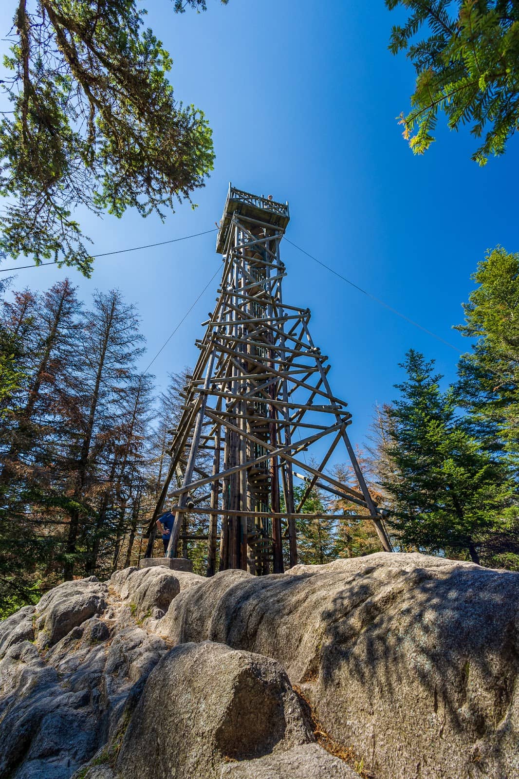 Forest Hiking Trails