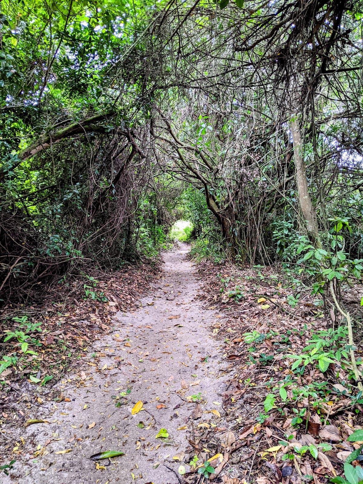Parque Chico Mendes Recreio dos Bandeirantes Rio de Janeiro - Image 1