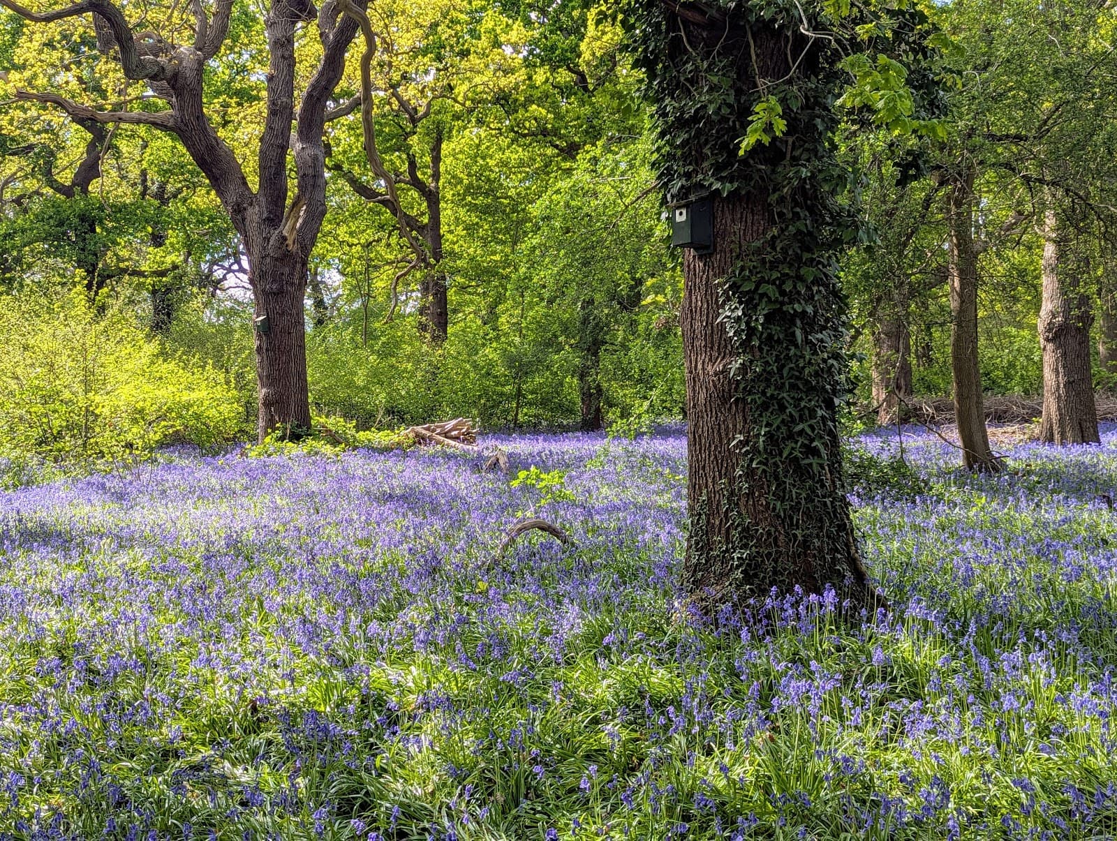 Perivale Wood Nature Reserve - Image 1