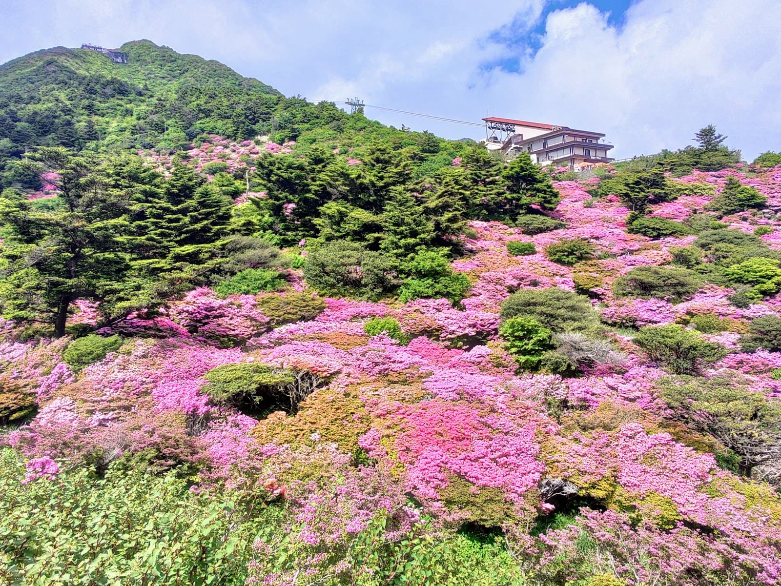 Nita Pass Azalea Meadows - Image 1