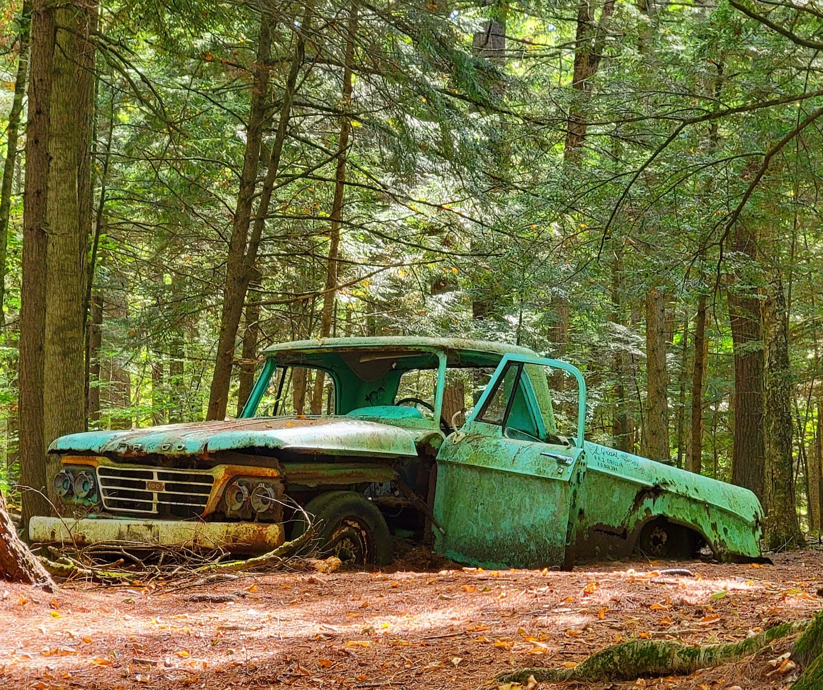 Grant's Woods Nature Reserve - Image 1