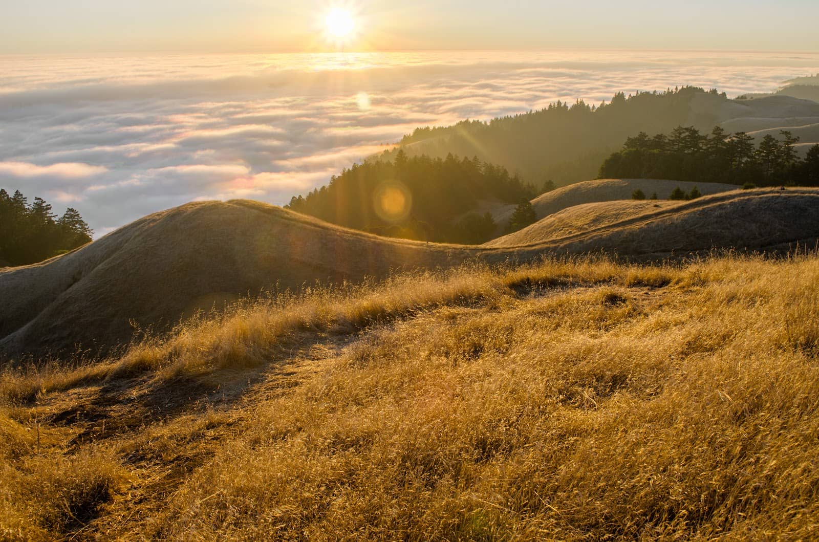 Steep Ravine & Dipsea Trail