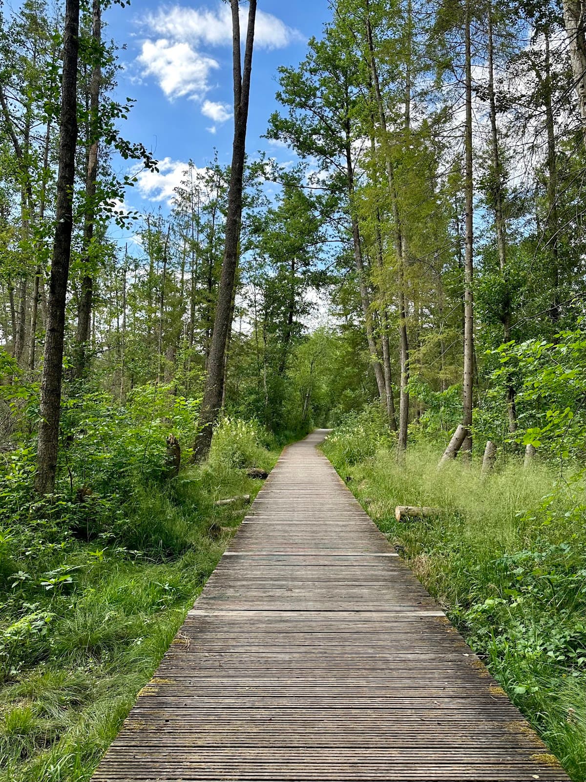 Leutstettener Moos - Image 1