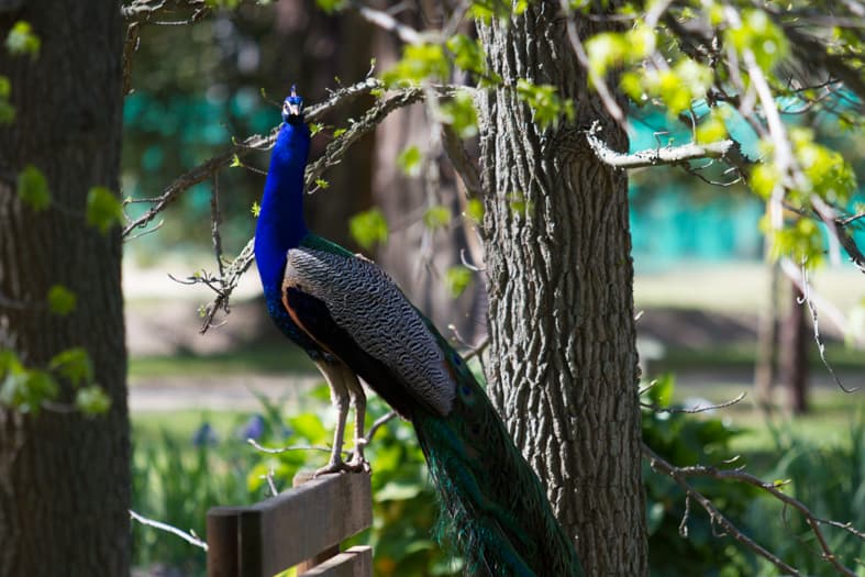 Jardin des Plantes des Capellans - Image 1