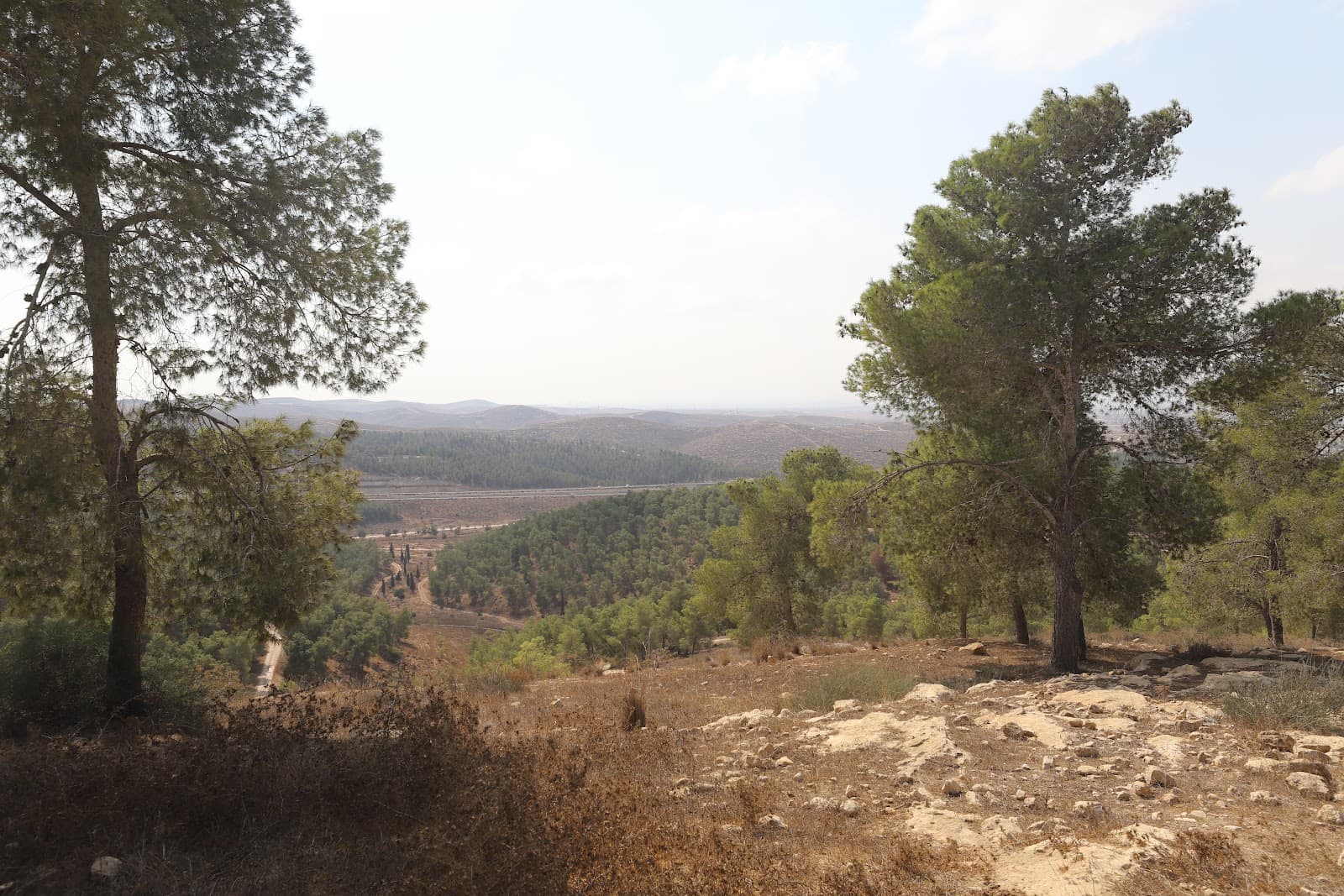 Lahav Forest - Image 1