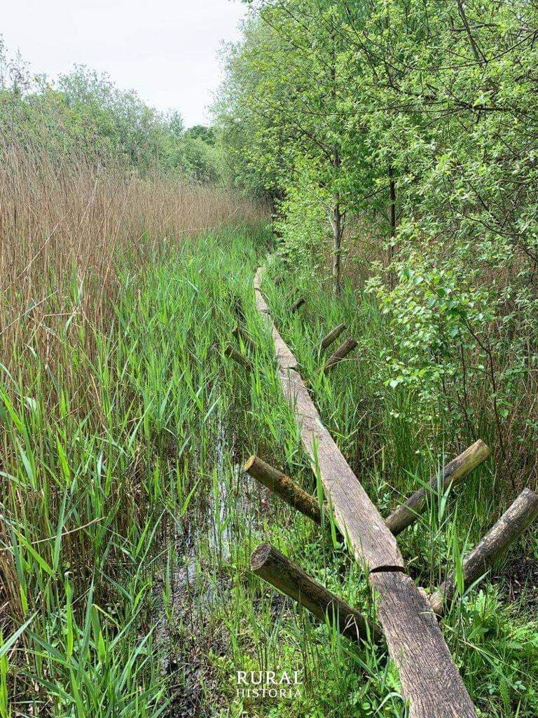 Sweet Track Trail Shapwick Heath - Image 1