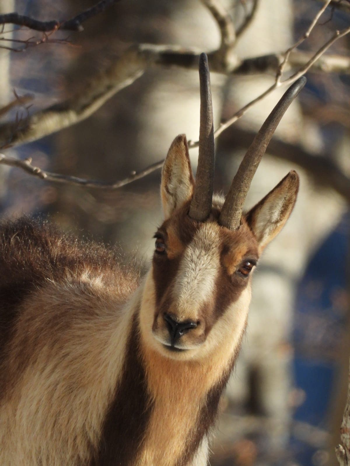 Camosciara - Image 1